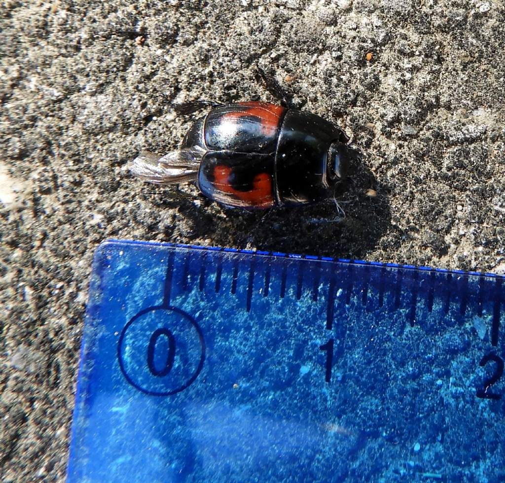 Histeridae: Hister quadrimaculatus